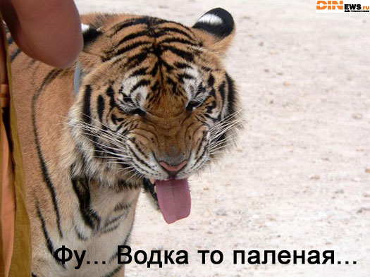 Тигра... :)